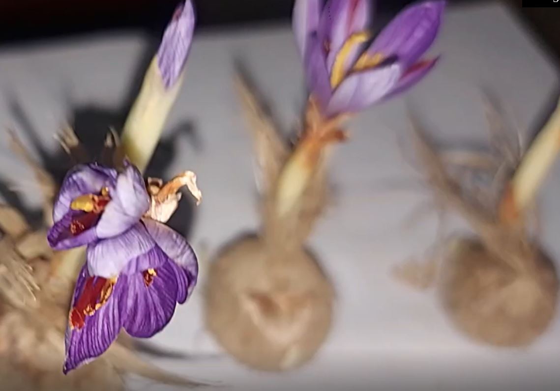 উত্তরবঙ্গ কৃষি বিশ্ববিদ্যালয় গবেষণায় কেশর চাষে সফলতা পেলেন বিজ্ঞানীরা