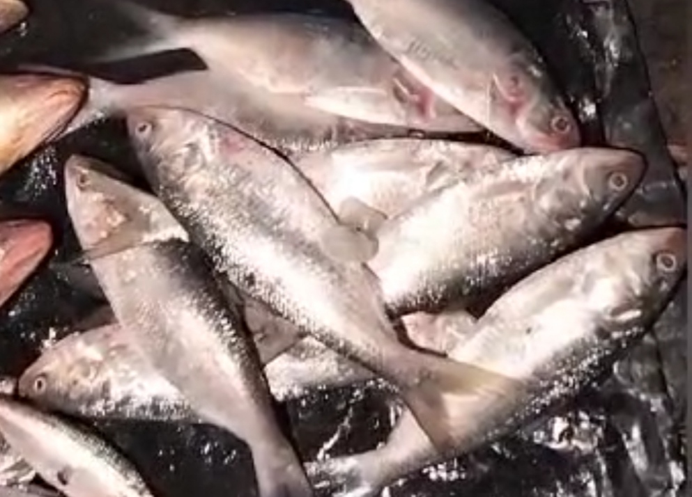 প্রশাসনের নিষেধাজ্ঞা থাকা সত্ত্বেও ধরা হচ্ছে খোকা ইলিশ