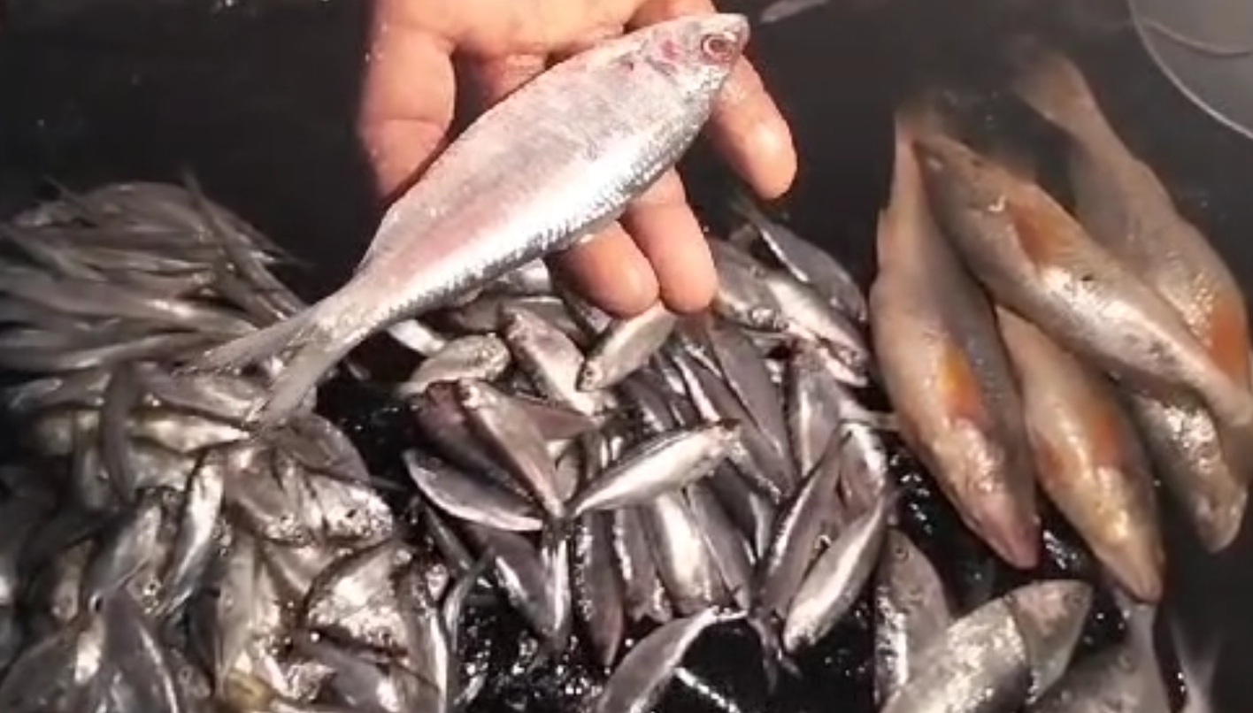 প্রশাসনের নিষেধাজ্ঞা থাকা সত্ত্বেও ধরা হচ্ছে খোকা ইলিশ