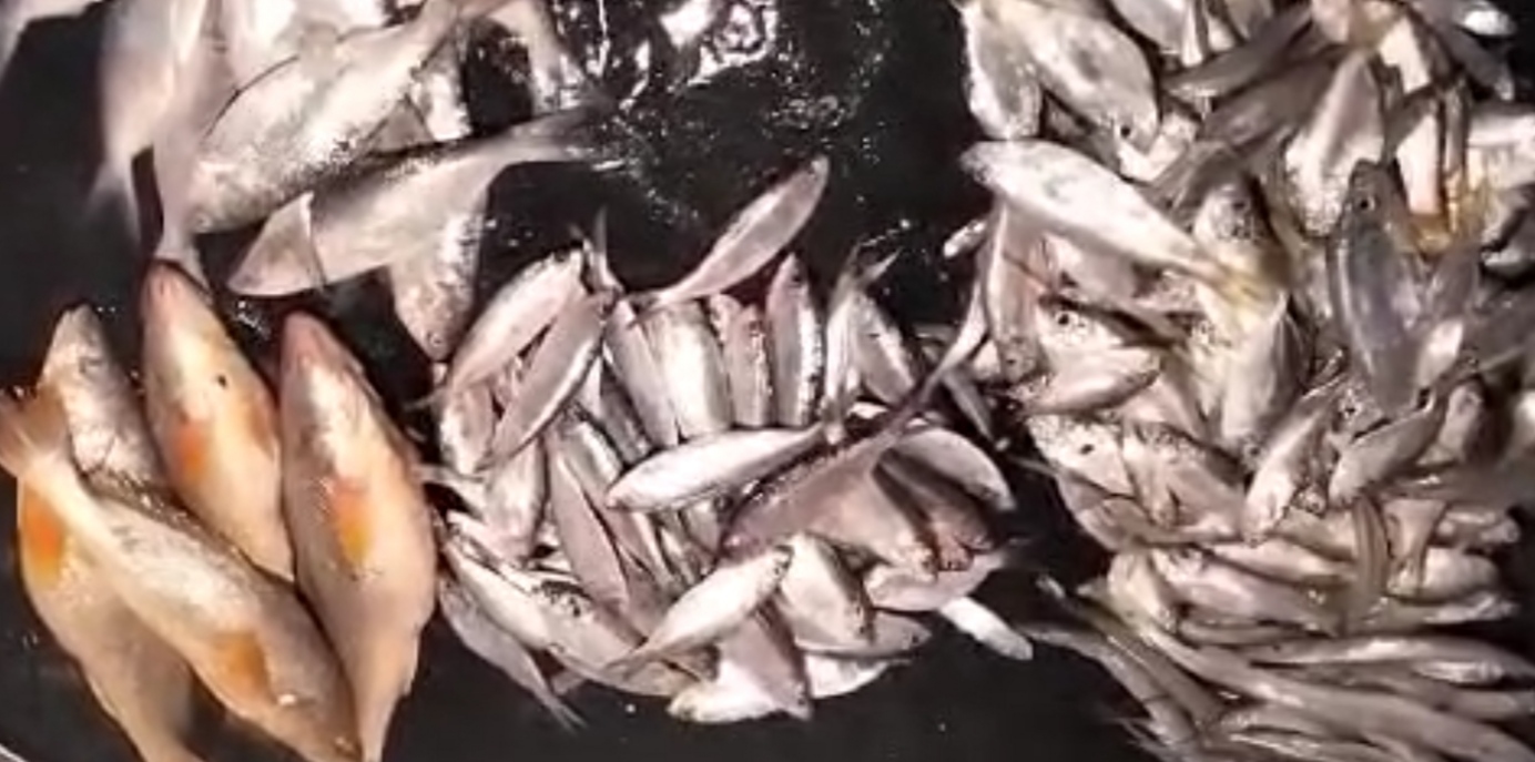 প্রশাসনের নিষেধাজ্ঞা থাকা সত্ত্বেও ধরা হচ্ছে খোকা ইলিশ