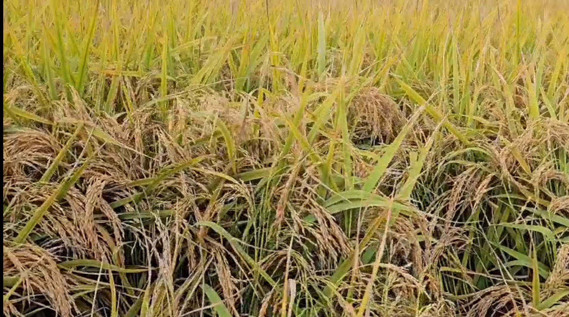 ধানের উৎপাদন বাড়াতে এবার বর্ষাতেও চাষ হবে মিনিকিট